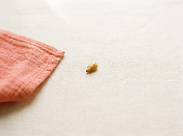 A sesame seed, the size of a baby at week 5